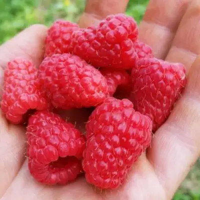 Малина ТУЛАМИН в Кобрине