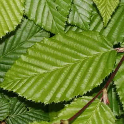 Граб японский в Кобрине