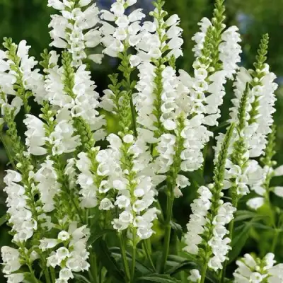 Физостегия АЛЬБА виргинская в Кобрине