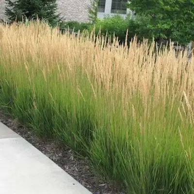 Вейник КАРЛ ФОРСТЕР остроцветковый в Кобрине