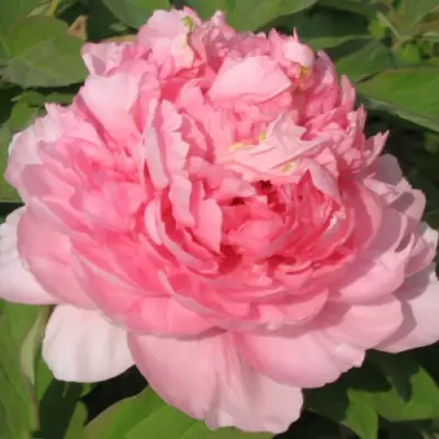 Пион ИМПЕРАТОРСКАЯ НАЛОЖНИЦА древовидный в Кобрине