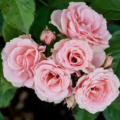 Роза КЛАССИК ЛИДИЯ спрей в Кобрине