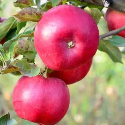 Яблоня АЙДАРЕД в Кобрине