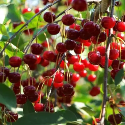 Вишня БРУСНИЦЫНА степная в Кобрине