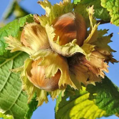 Фундук ТОНДА РОМАНА в Кобрине