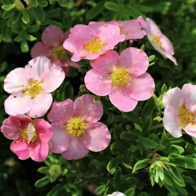 Лапчатка ЛАВЛИ ПИНК кустарниковая в Кобрине