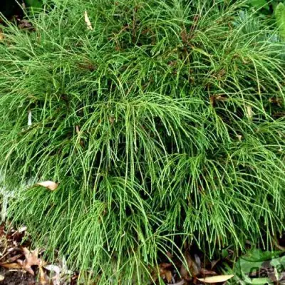 Туя ВИПКОРД складчатая в Кобрине