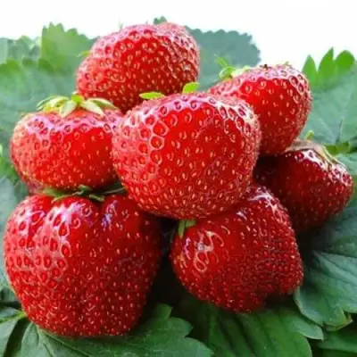 Клубника ВИМА ЗАНТА в Кобрине