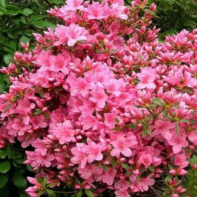 Азалия РОКОКО японская в Кобрине