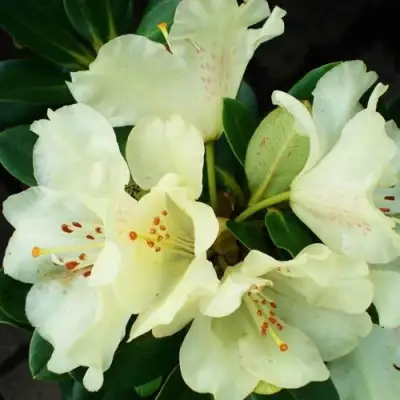 Рододендрон ГОЛДКРОН в Кобрине