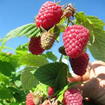 Малина ЕВРАЗИЯ в Кобрине