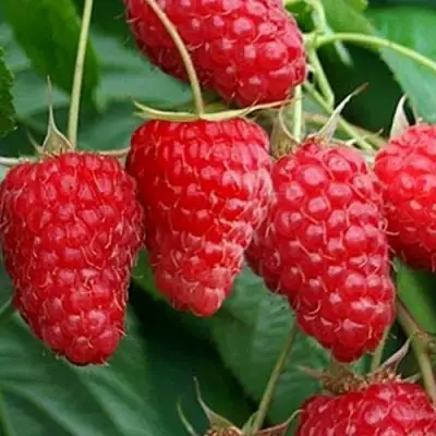 Малина КАСКАД ДЕЛАЙТ в Кобрине