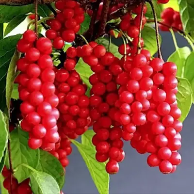 Лимонник САДОВЫЙ 1 китайский  в Кобрине