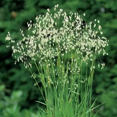 Трясунка средняя в Кобрине