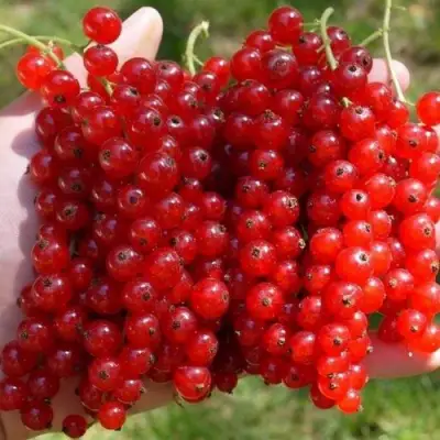 Смородина красная РЕД ПУЛ в Кобрине