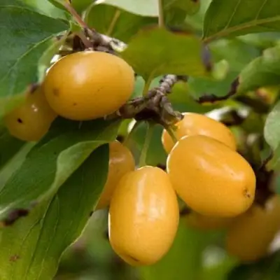 Кизил ЯНТАРНЫЙ в Кобрине