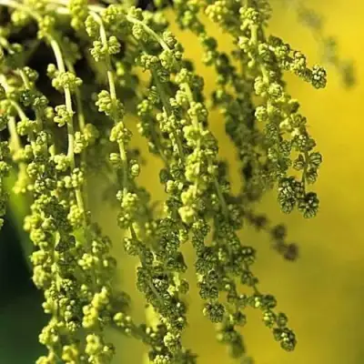 Дуб скальный в Кобрине