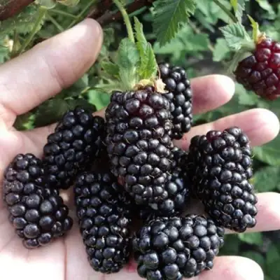 Ежевика ЛОХ НЕСС бесшипная  в Кобрине