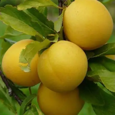 Слива СОЛНЫШКО в Кобрине