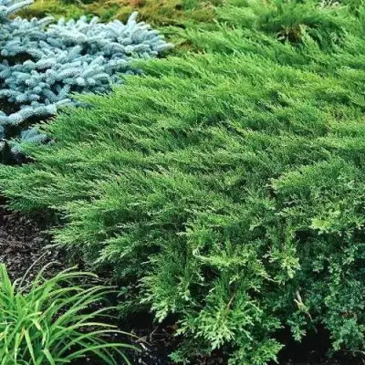 Можжевельник РОКЕРИ ДЖЕМ казацкий  в Кобрине