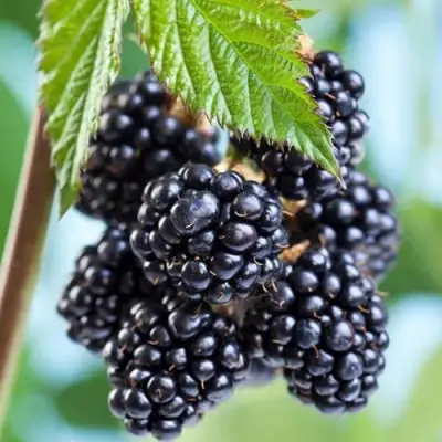 Ежевика БЛЭК САТИН бесшипная  в Кобрине