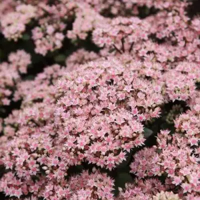 Очиток (седум) МАТРОНА в Кобрине