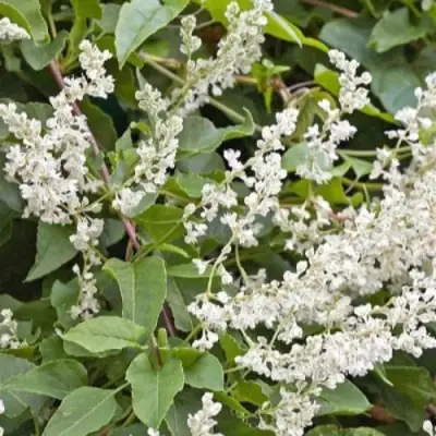 Фаллопия АУБЕРТА в Кобрине