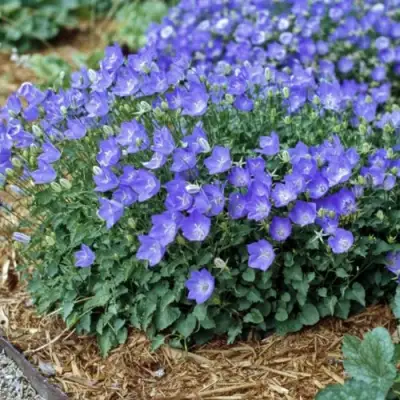 Колокольчик САНТА карпатский в Кобрине