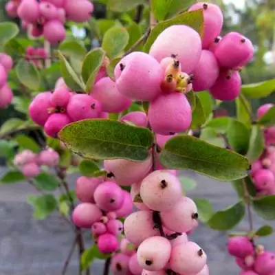 Снежноягодник ФИЕСТА БЕРРИ доренбоза в Кобрине