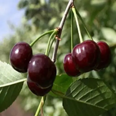 Вишня ВЛАДИМИРСКАЯ в Кобрине