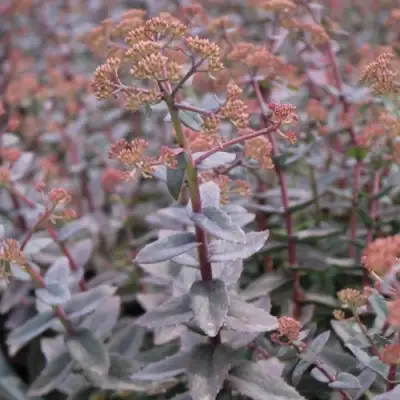 Очиток (седум) РЭЙН КСЕНОКС видный в Кобрине