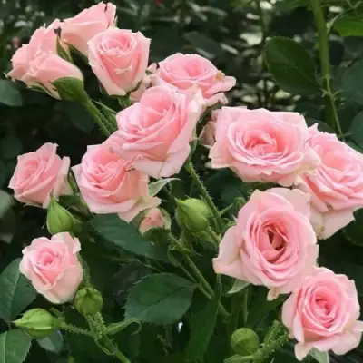 Роза КЛАССИК ЛИДИЯ спрей в Кобрине