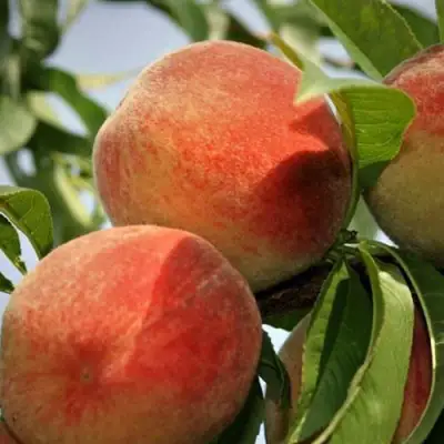 Персик ВУЛКАН в Кобрине