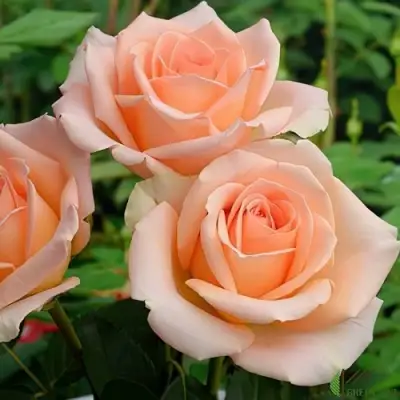 Роза ВЕРСИЛИЯ чайно-гибридная в Кобрине