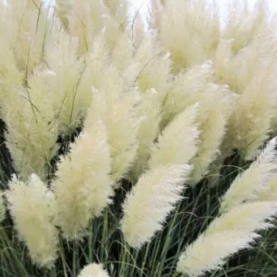 Кортадерия белая (пампасная трава) в Кобрине