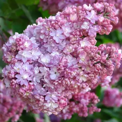 Сирень ПАМЯТЬ О ВЕХОВЕ в Кобрине