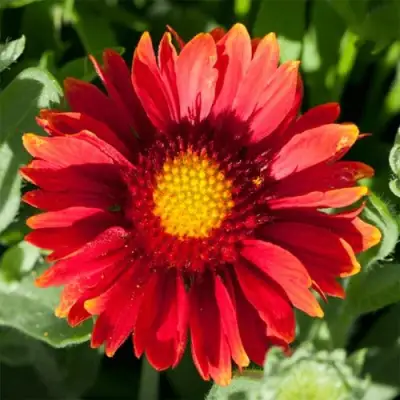 Гайлардия АРИЗОНА РЕД ШЕЙДС в Кобрине