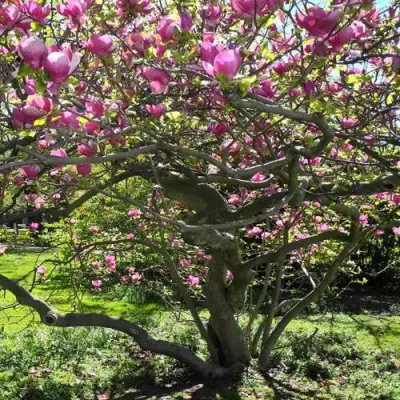 Магнолия СУЛАНЖА в Кобрине