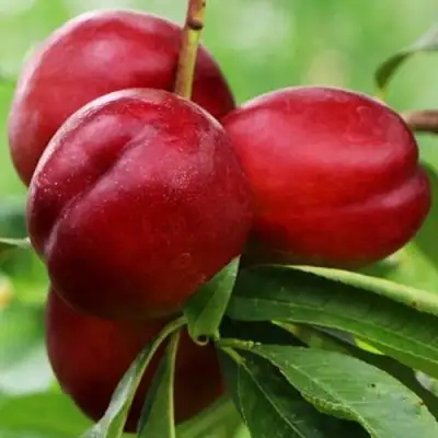 Нектарин КРЫМЧАНИН в Кобрине