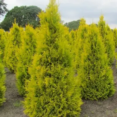 Туя САНКИСТ западная в Кобрине