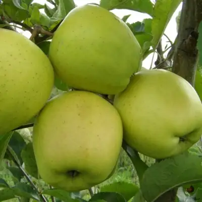 Яблоня КОШТЕЛЯ в Кобрине