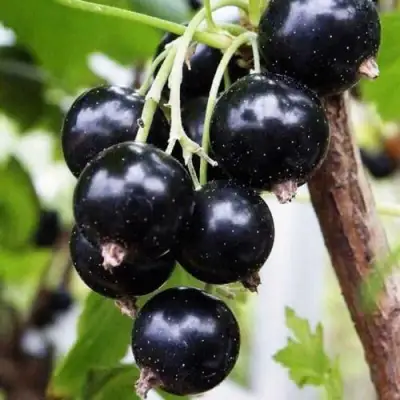 Смородина чёрная ДЕЛИКАТЕСНАЯ в Кобрине