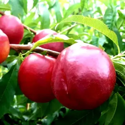 Нектарин ХАРКО в Кобрине