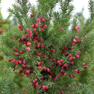 Тис ХИКСИ средний в Кобрине