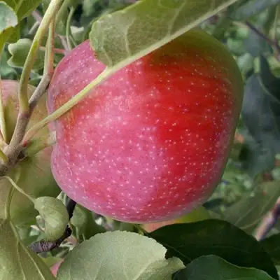 Яблоня АЛЬВА в Кобрине