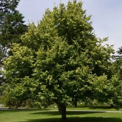 Липа сердцевидная в Кобрине