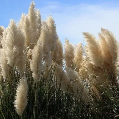 Кортадерия белая (пампасная трава) в Кобрине