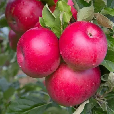 Яблоня РОЖДЕСТВЕНСКОЕ в Кобрине