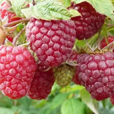 Малина ПОЛЬКА (ПОЛКА) в Кобрине