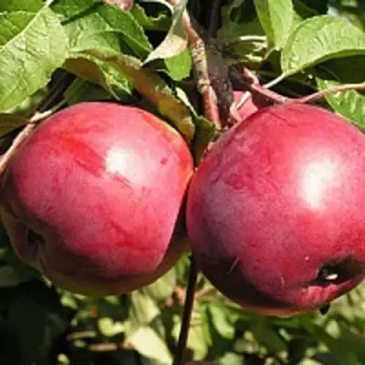 Яблоня ДАРУНАК в Кобрине